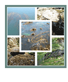 Macroalgae and Seaweeds