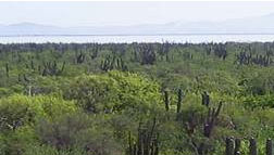 Flora región Noroeste México