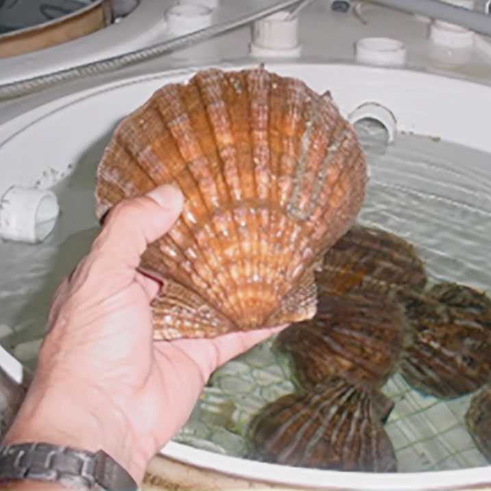 Vibrio