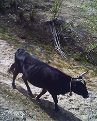 Diceroprocta