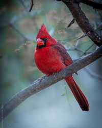 Cardinal