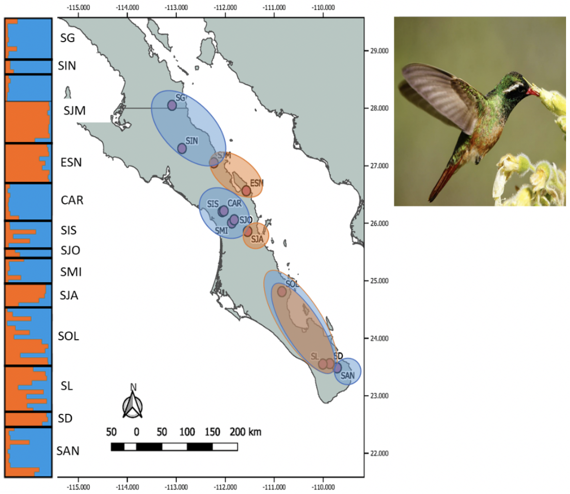 colibri2