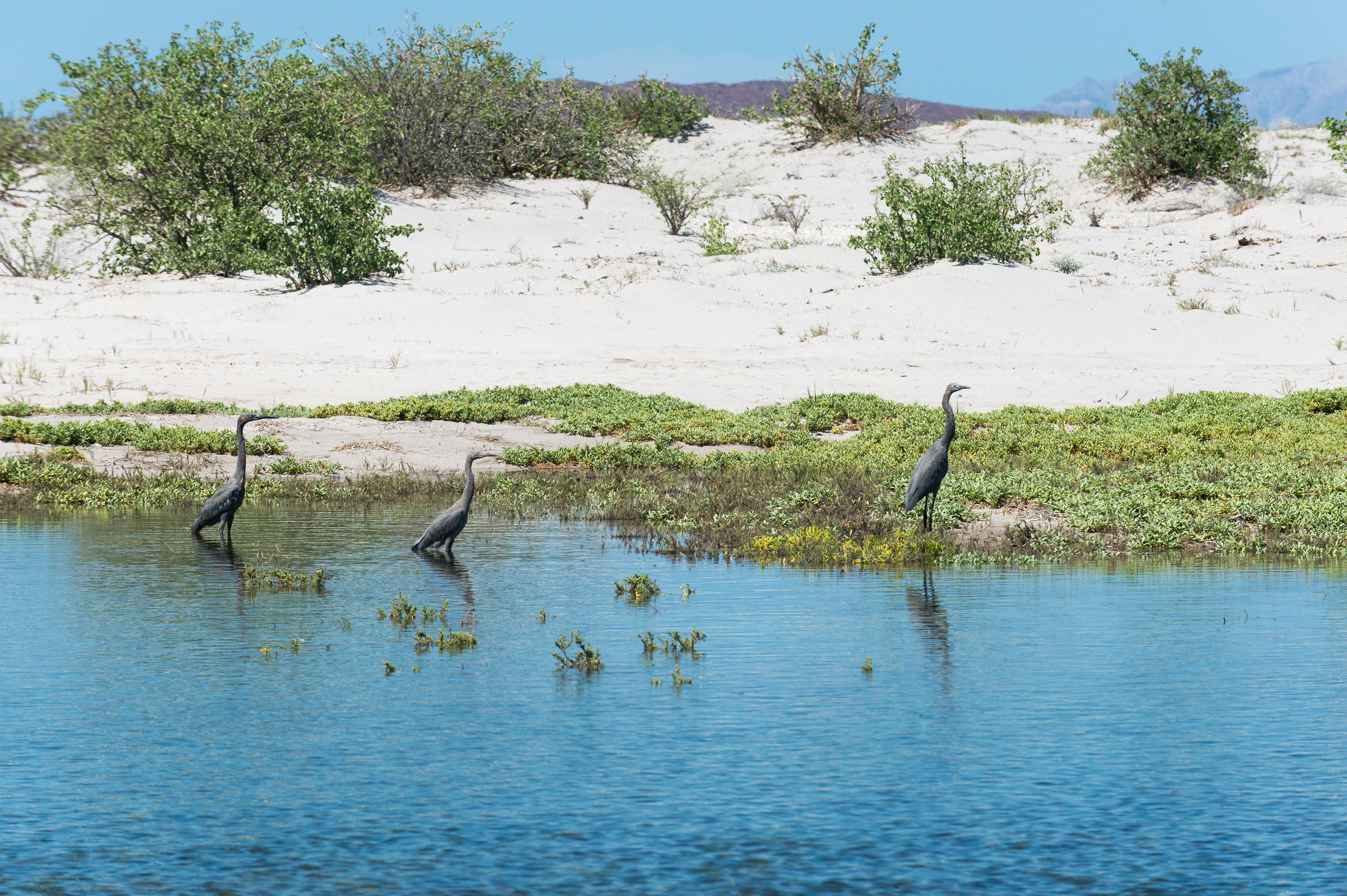 imagen aves en laguna