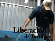 Liberación de Tortugas