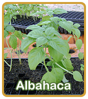 Albahaca