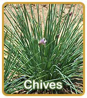 Chives