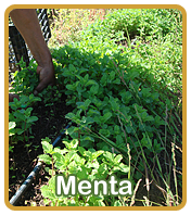 Menta