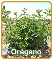 Oregano