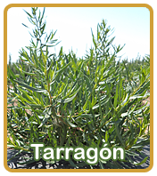 Tarragon